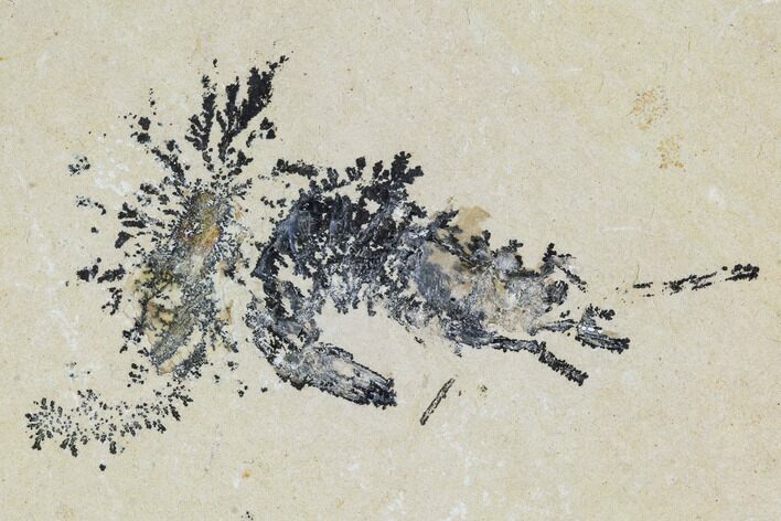 Cretaceous Fossil Shrimp Plate - Lebanon #107462